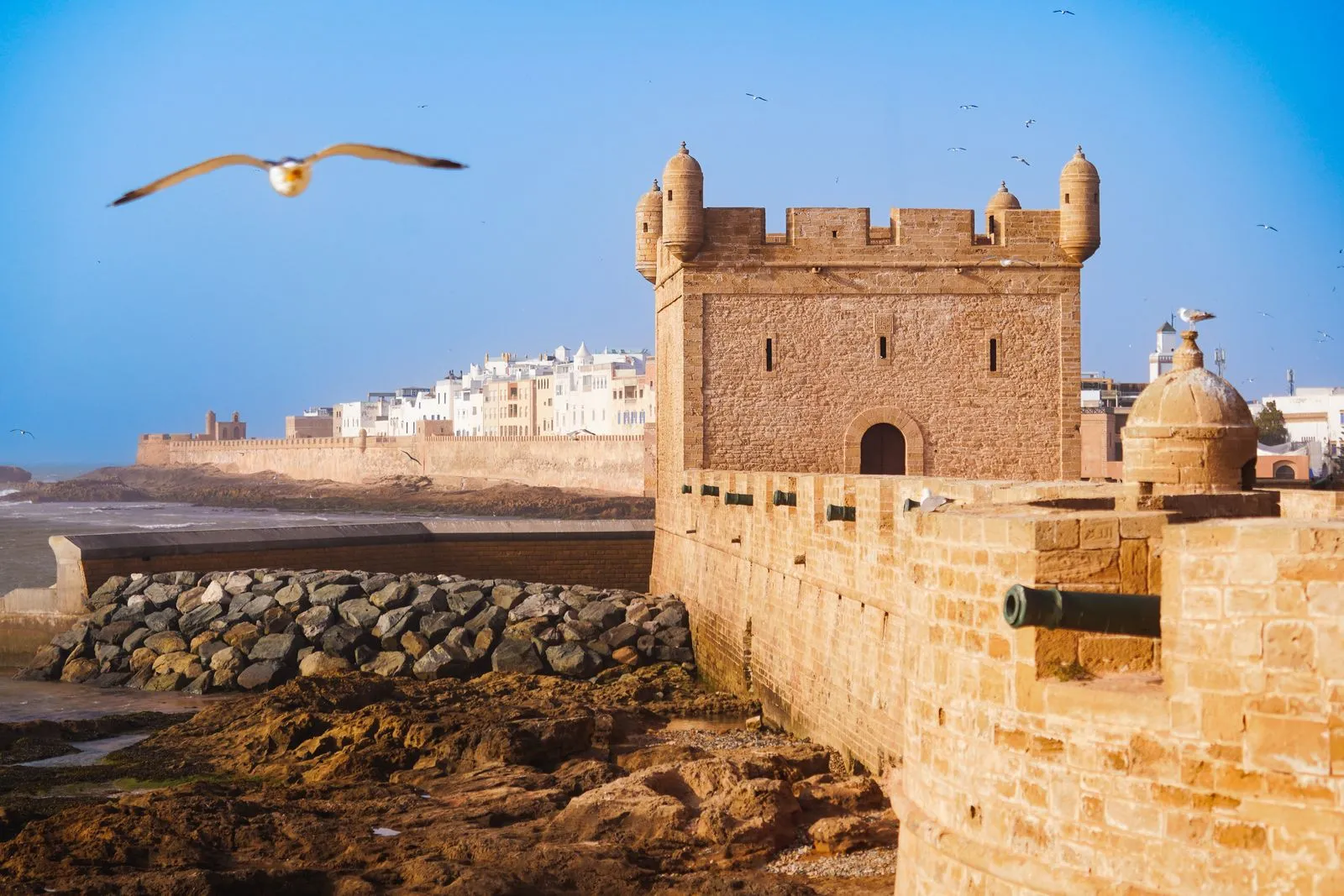 Borj et remparts de la Skala d'Essaouira face à l'Atlantique, mouette en vol